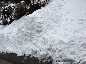 ツムツム3月イベント「サクラを咲かせよう!」始まるよ♪